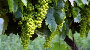Sauce Verjus - Assaisonnement 1