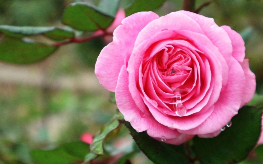 Comment faire de l’Eau de rose ?