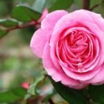 eau de rose