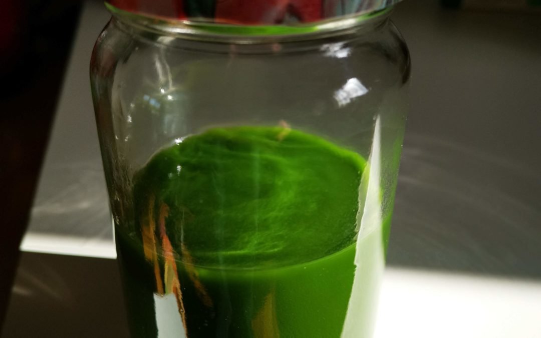 Comment faire du verjus à l’oseille ?