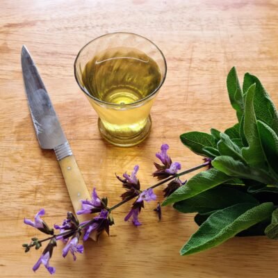 Vin de Sauge – Saugée d’après le Tractatus (XIII°)
